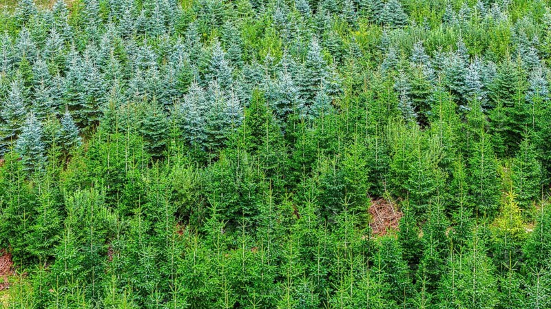 Christmas tree plantation in summer. Christmas trees grow in a coniferous forest for the coming season. Drone photo. Östringen, Baden-Württemberg, Germany