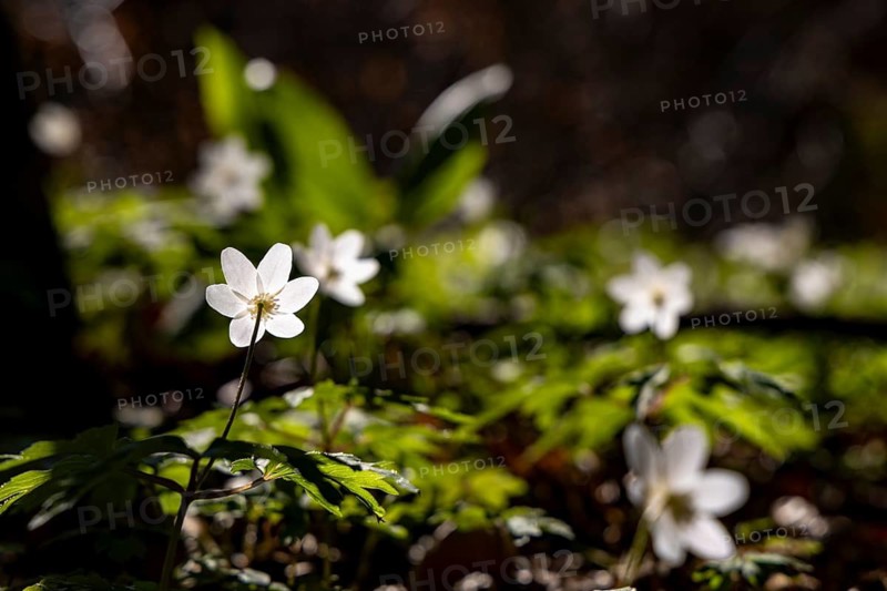 Wood anemone (anemone nemorosa), Bischofswiesen, Berchtesgadener Land, Upper Bavaria, Bavaria, Germany