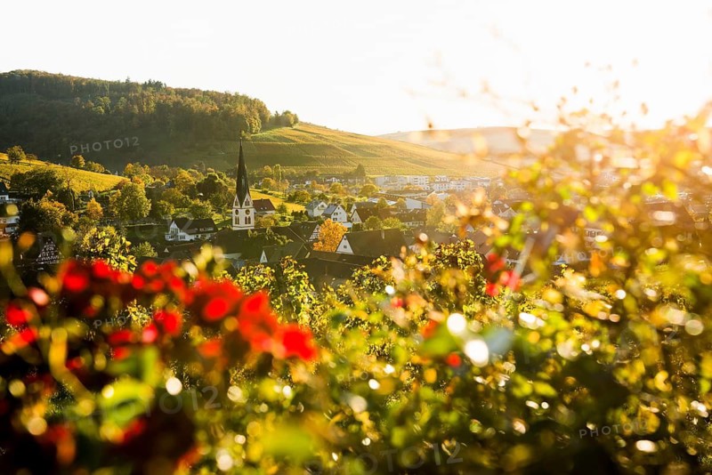 Hilly landscape and village with vineyards in autumn, sunset, Ebringen, near Freiburg im Breisgau, Markgräflerland, Black Forest, Baden-Württemberg, Germany