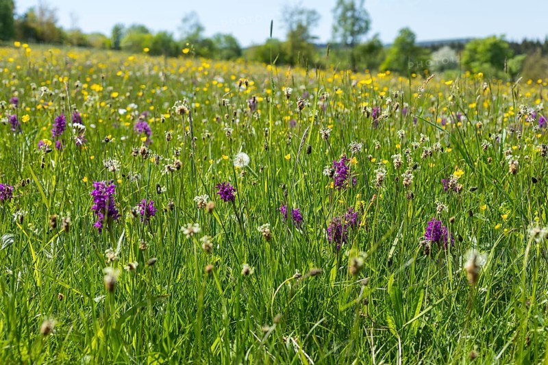 Klengelwiese on the Geisingberg in bloom, mountain meadow with rare plants, including orchids such as the Western marsh orchid (Dactylorhiza majalis), Altenberg, Osterzgebirge, Saxony, Germany