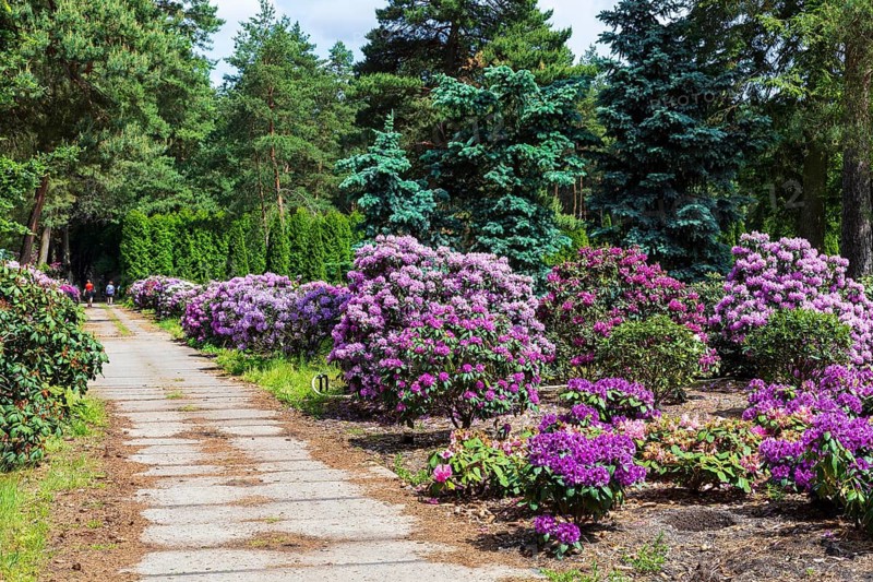 Rhododendron blossom in the historic nursery of the Seidel family, Grüngräbchen, Schwepnitz, Saxony, Germany