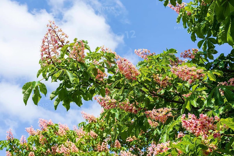 Aesculus pavia (Aesculus pavia) in bloom