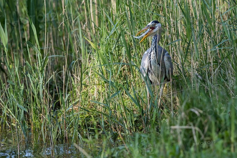 Grey Heron (Ardea cinerea) eating Common bleak (Alburnus alburnus), Mecklenburg-Western Pomerania, Germany
