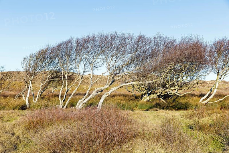 Dune landscape with windbreaks in the national park, Norderney, Lower Saxony, Germany