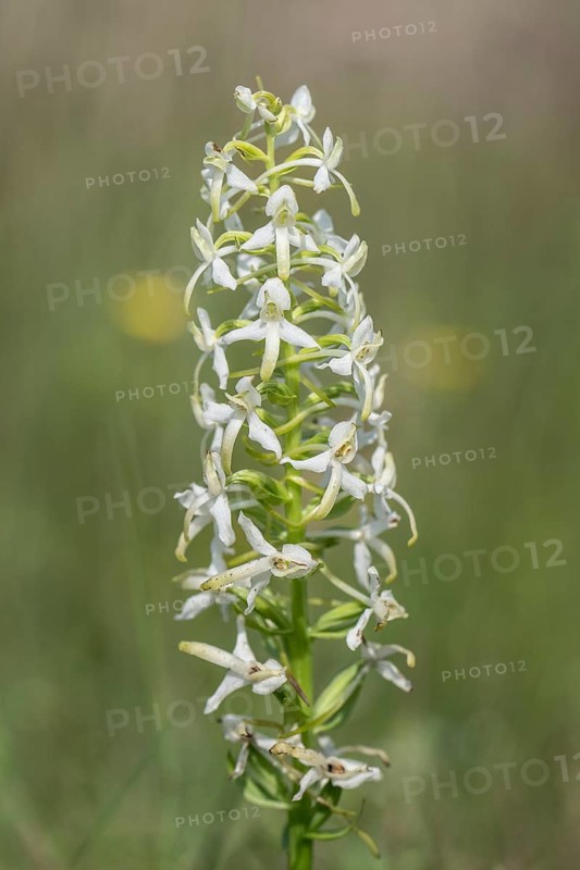 Lesser butterfly-orchid (Platanthera bifolia), Emsland, Lower Saxony, Germany