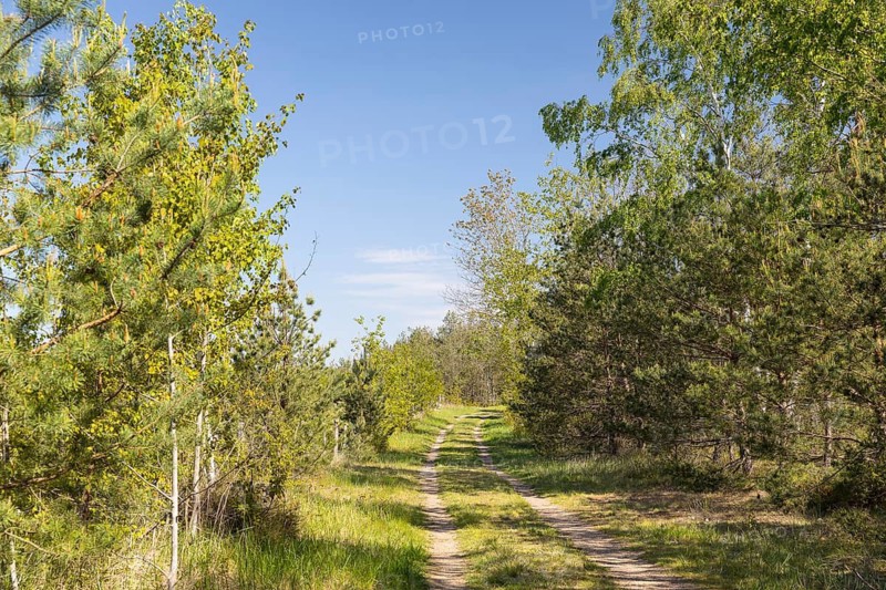 Heath trail through the Gohrischer Heide near Gröditz, Saxony, Germany
