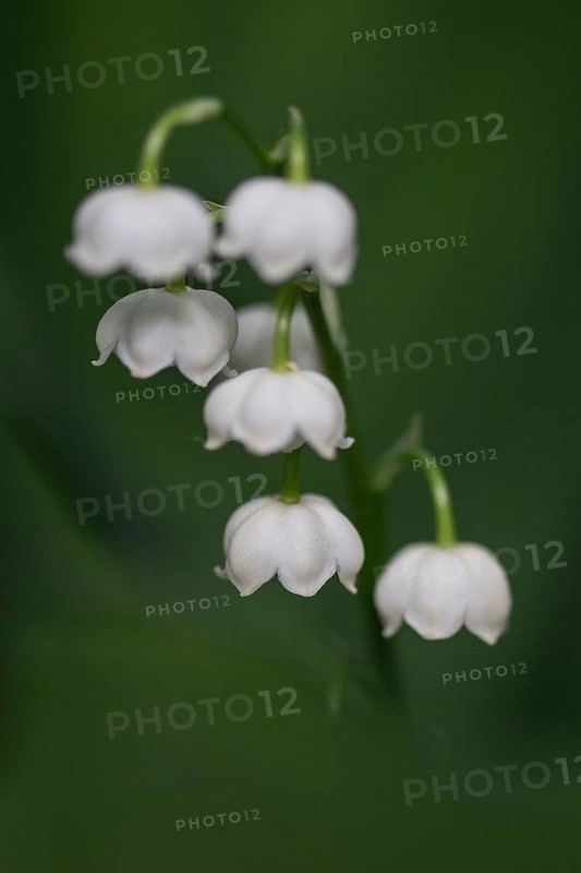 Lily of the valley (Convallaria majalis), Emsland, Lower Saxony, Germany