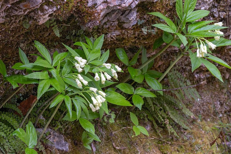 Nine-leaved toothwort (Dentaria enneaphyllos), Kundler Klamm, Kundl, Tyrol, Austria