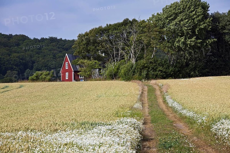 Lonely traditional red wooden cottage along field in summer in rural Skåne, Scania, Sweden, Scandinavia