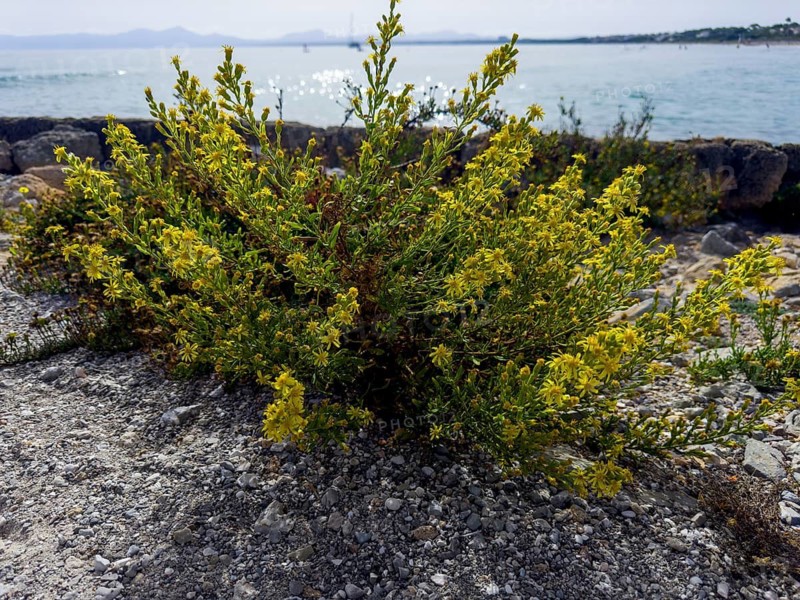Sticky elecampane, Dittrichia viscosa (Dittrichia viscosa)