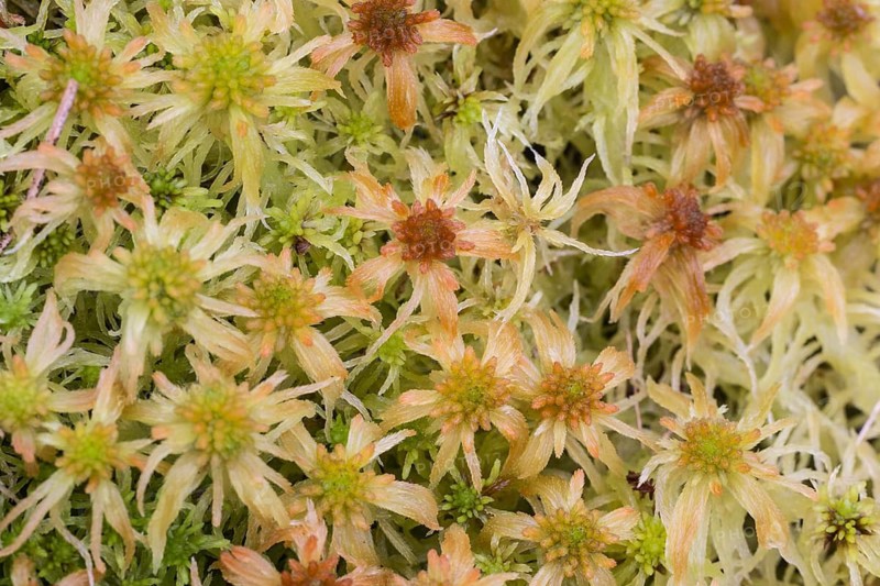 Marsh peat moss (Sphagnum palustre), Province of Drenthe, Netherlands