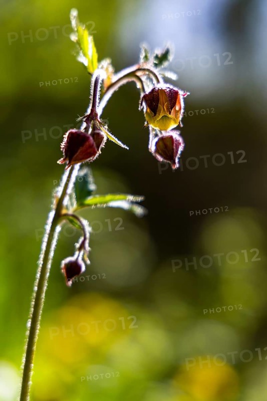 Brooklime (Geum rivale), Bischofswiesen, Berchtesgadener Land, Bavaria, Germany