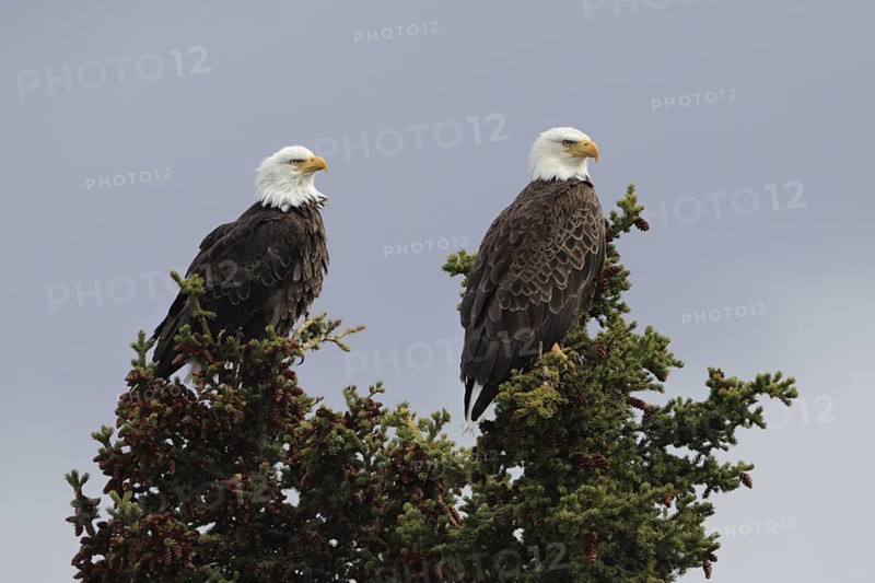 Bald Eagle (Haliaeetus leucocephalus), Alaska, USA