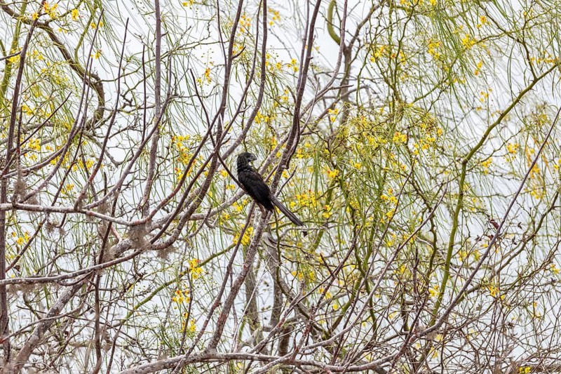 Smooth-billed Ani (Crotophaga ani), San Cristobal, Galapagos, Ecuador