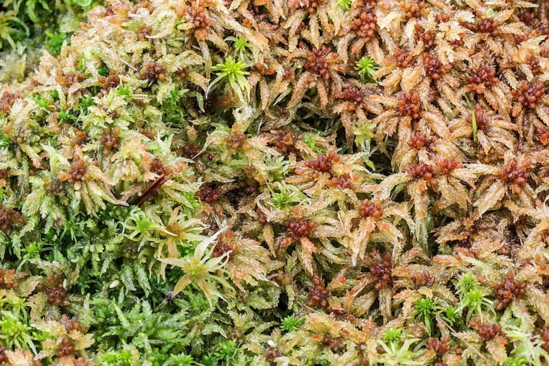 Marsh peat moss (Sphagnum palustre), Province of Drenthe, Netherlands