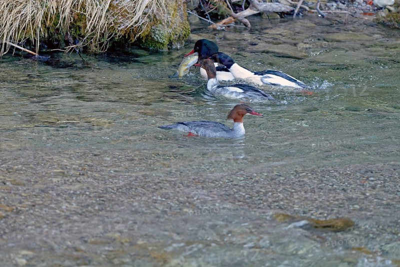 Male and female common mergansers (Mergus merganser) hunting for rainbow trout in the Kieferbach, Kiefersfelden, Upper Bavaria, Bavaria, Germany