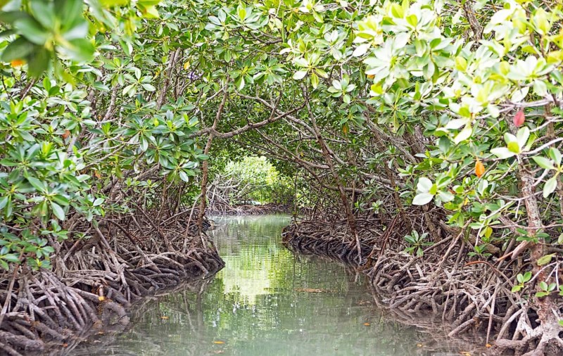 Red mangroves (Rhizophora mangle), Île d'Ambre or Amber Island, Riviere du Rempart region, Mauritius