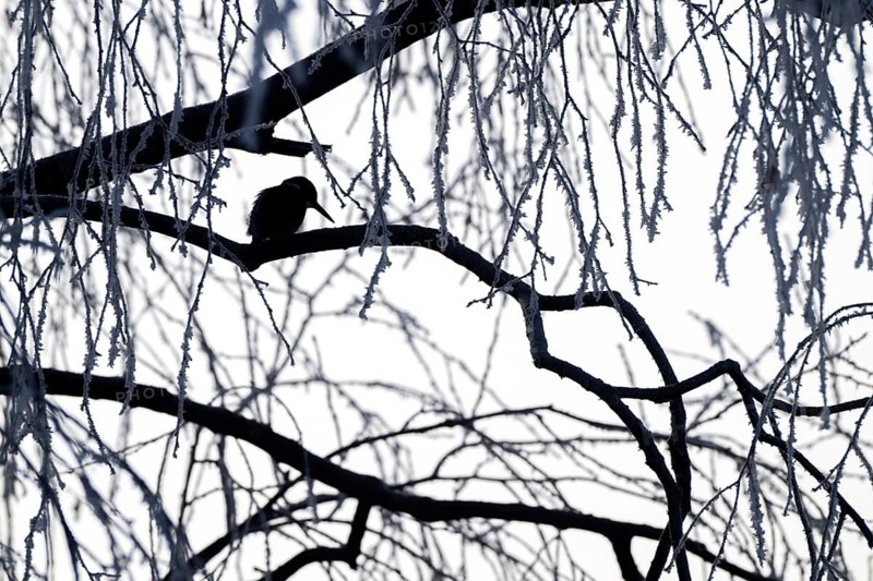 Kingfisher (Alcedo atthis) on its perch, Schlitters, Tyrol, Austria