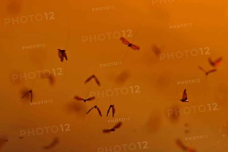 Mayfly (Ephemeroptera), mating dance above the water in the evening light, Naturpark Flusslandschaft Peenetal, Mecklenburg-Western Pomerania, Germany