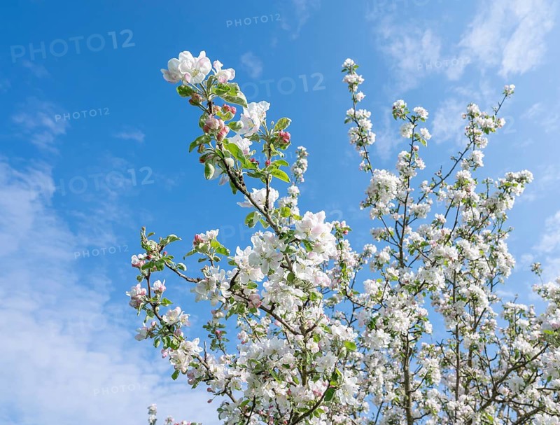 Apple tree (Malus domestica), apple tree, blossoming, blue sky, UNESCO Biosphere Reserve Rhön, Thuringia, Germany
