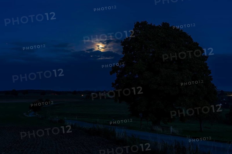 Full moon at the winter lime tree (Tilia cordata) near Leubsdorf, close-up with single tree and path, Erzgebirge, Saxony, Germany