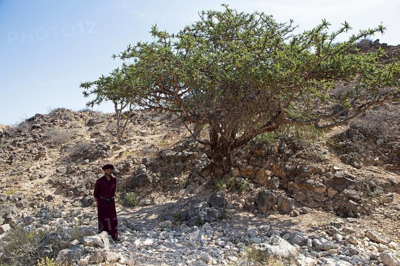 Omani man in traditional Dhofar dress standing next to a frankincense tree or Boswellia, Al-Mughsail valley, near Salalah, Dhofar province, Oman