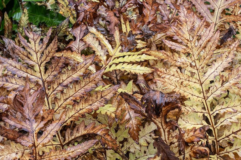 Bead fern (Onoclea sensibilis), autumn foliage, Emsland, Lower Saxony, Germany