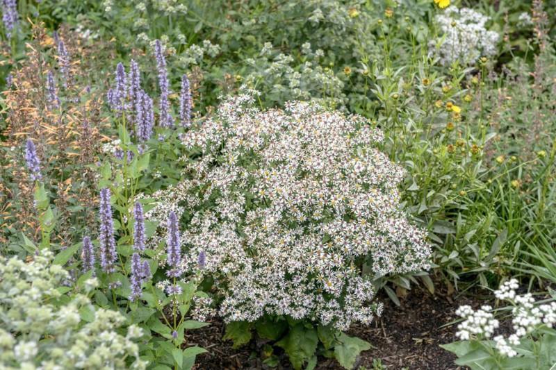 White forest aster (Aster divaricatus 'Tradescant'), Federal Garden Show Havel Region 2015, Brandenburg, Brandenburg, Germany