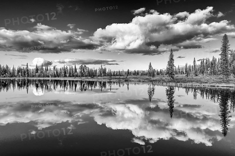Cloud reflection in a forest lake, Norrbotten, Lapland, Sweden, September 2019