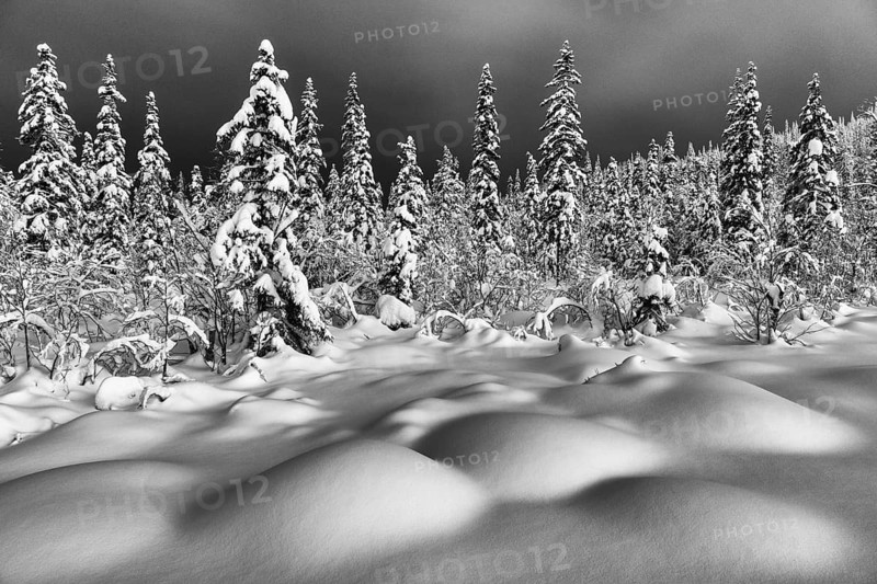 Deep snow-covered forest, Gällivare, Norrbotten, Lapland, Sweden, January 2021
