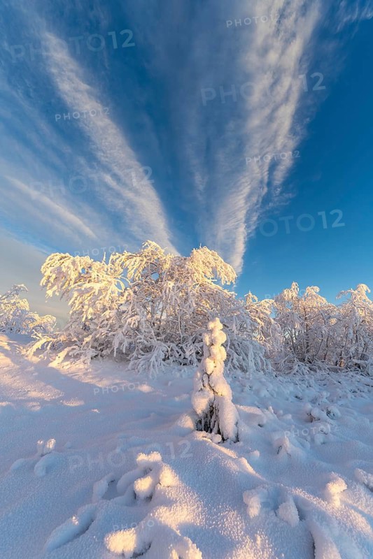 Cloudy sky over snowy mountain birches, Norrbotten, Lapland, Sweden, November 2020