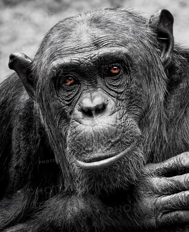 Animal portrait Western chimpanzee (Pan troglodytes verus), primate, ape, endangered species, captive, monkey, wildlife photography, occurrence western Africa