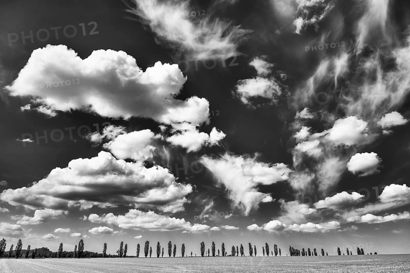 Cloudy sky over a row of poplars, flatness, Saxon Switzerland, Saxony, Germany, May 2024