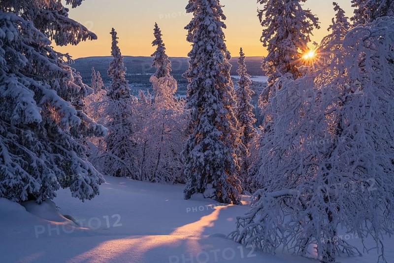 Snowy spruces and birches against light, Norrbotten, Lapland, Sweden, February 2024