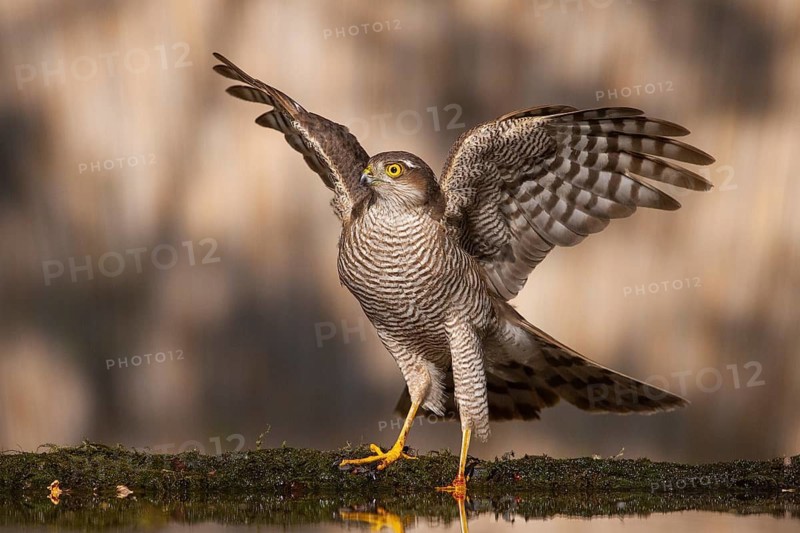 Eurasian Sparrowhawk (Accipiter nisus) at a waterhole, Subotica, Serbia