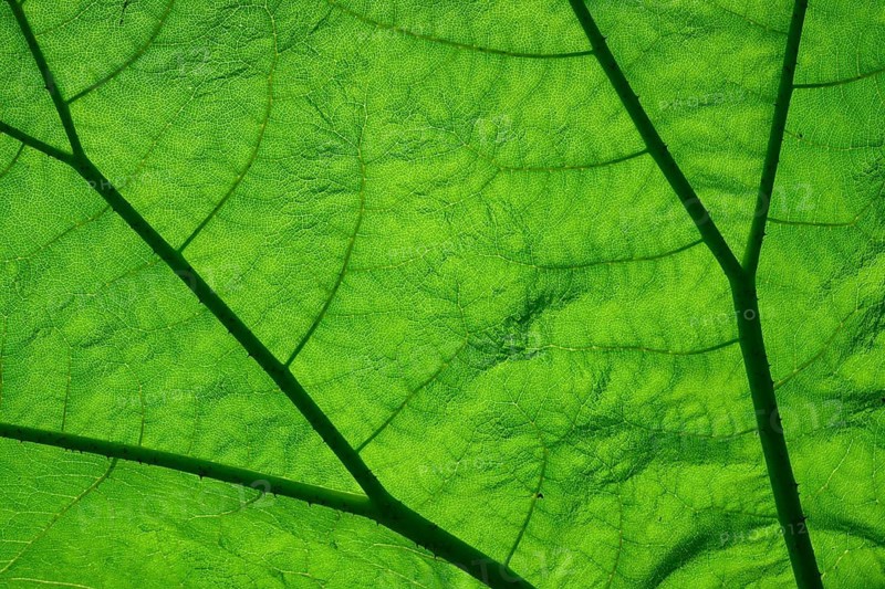Macro photograph of a green leaf with visible structure and texture of the plant cells, mammoth leaf (Gunnera manicata), Cawdor, Nairn, Scotland, United Kingdom, Great Britain
