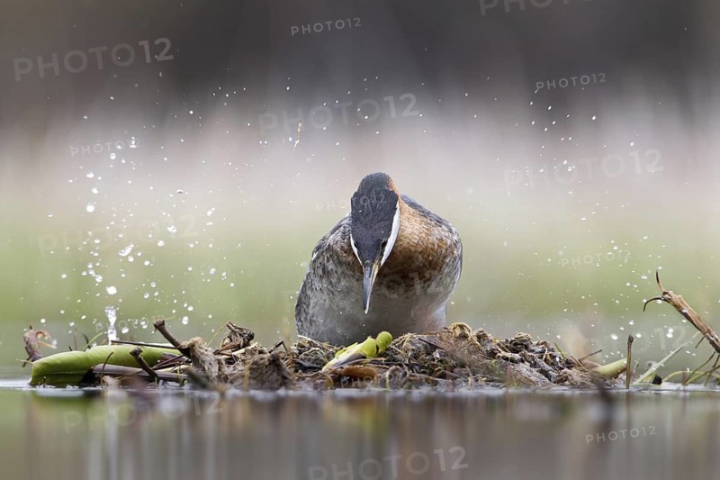 Red-necked Grebe (Podiceps grisegena) female, British Columbia, Canada