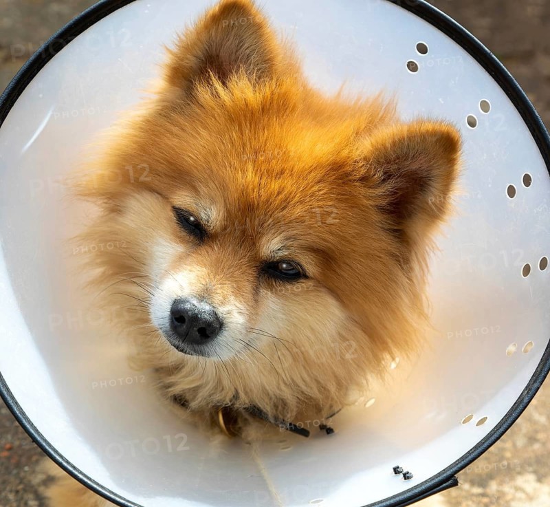 Pomeranian pet dog wearing an Elizabethan collar
