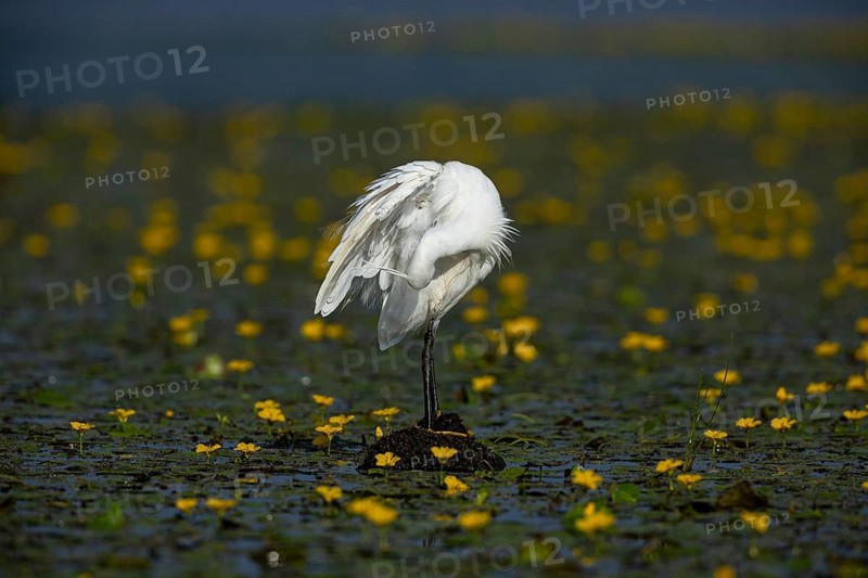Little Egret (Egretta garzetta) in the midst of flowering echidnas Hungary