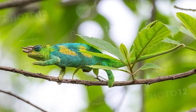 Three-horned chameleon (Trioceros jacksonii), male, between leaves on a branch, Bwindi Impenetrable Forest National Park, Uganda