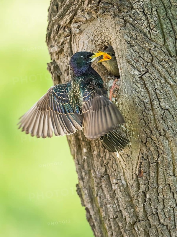 Common Starling (Sturnus vulgaris) feeding young in nest hole, Rhineland-Palatinate, Germany