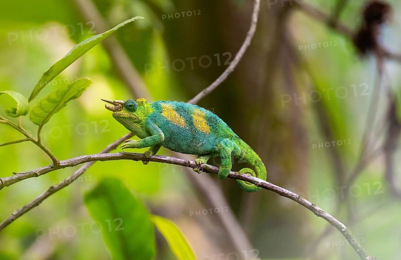 Three-horned chameleon (Trioceros jacksonii), male, between leaves on a branch, Bwindi Impenetrable Forest National Park, Uganda