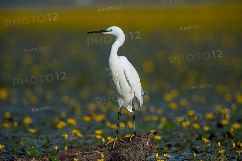 Little Egret (Egretta garzetta) Hungary