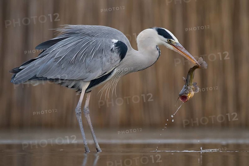 Grey Heron (Ardea cinerea) with fish prey in beak, Pusztaszer, Hungary