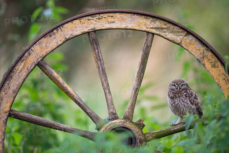 Little owl (Athene noctua), Vechta, Lower Saxony, Germany