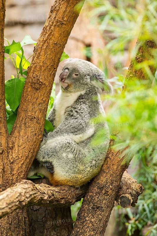 Koala (Phascolarctos cinereus) sitting on a tree, captive, distribution South Australia, Australia, Oceania