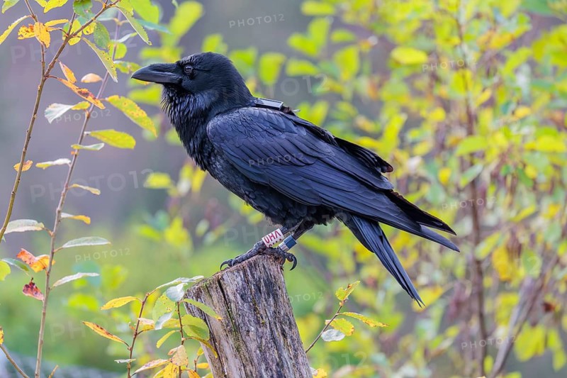 A common raven (Corvus corax) fitted with a GPS transmitter perches on an old fence post amid autumn-colored bushes. Austria