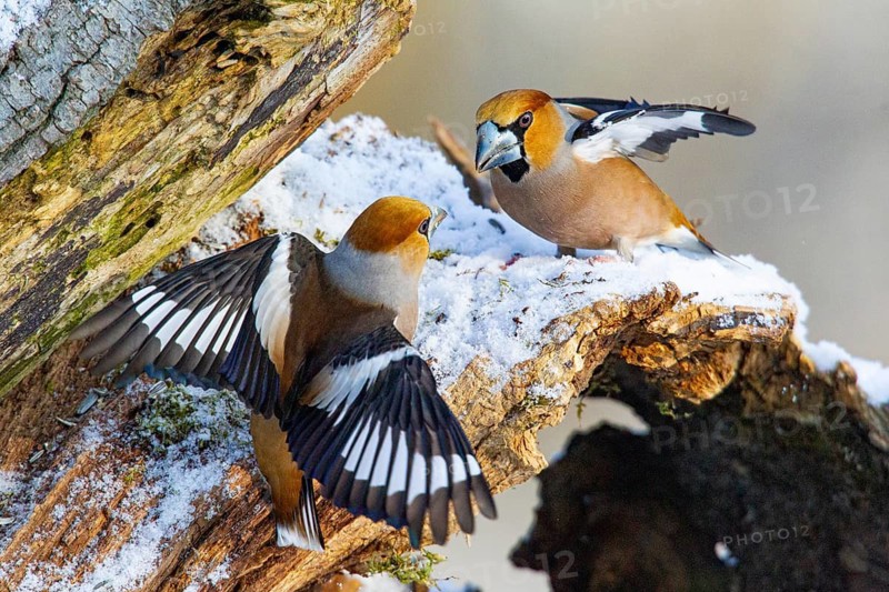 Hawfinch (Coccothraustes coccothraustes) Germany