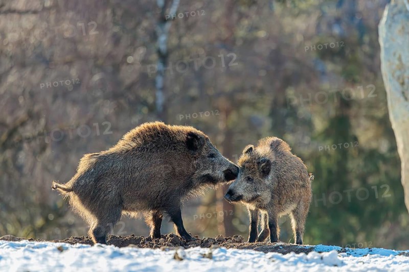 Two young wild boars (Sus scrofa) wrestle with each other in the backlight of the sun in a clearing. Their raised dorsal crests glow in the light. Bavaria, Germany