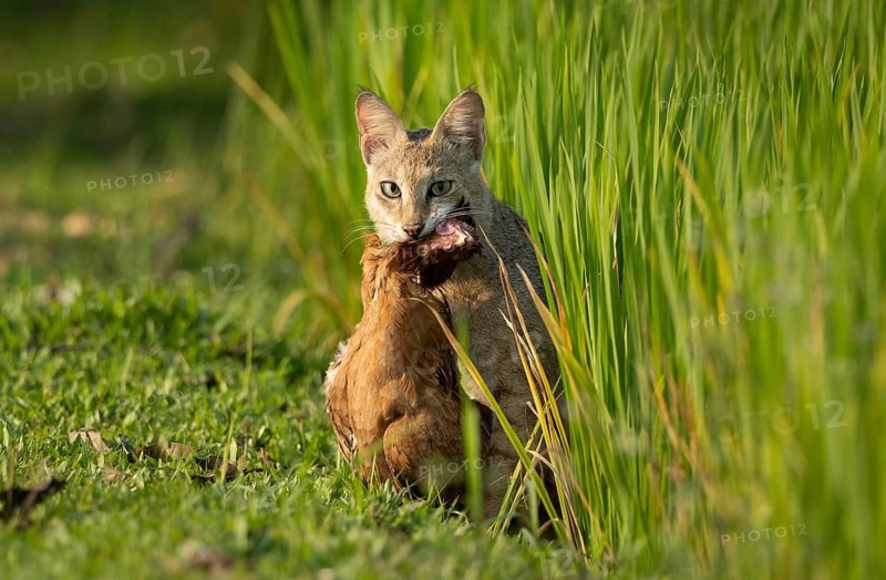 Title: Jungle Cat (Felis chaus) with domestic prey in a grassy field, sreepur, Gazipur, bangladesh